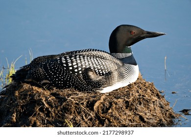 Loon Nesting On Its Nest With Marsh Grasses, Mud And Water In Its Environment And Habitat Displaying Red Eye, Black And White Feather Plumage, Greenish Neck With A Blur Background. Loon Nest Image