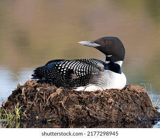 Loon nesting on its nest with marsh grasses, mud and water in its environment and habitat displaying red eye, black and white feather plumage, greenish neck with a blur background. Loon Nest Image