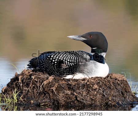 Loon nesting on its nest with marsh grasses, mud and water in its environment and habitat displaying red eye, black and white feather plumage, greenish neck with a blur background. Loon Nest Image