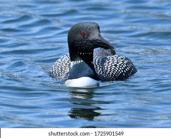 Loon On Canadian One Dollar Image