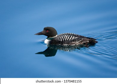 Loon on a lake in Montana