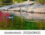 Loon on Paradox Lake in New York