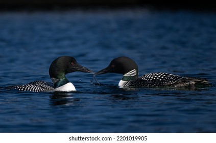 Loon Photographed In Southern Ontario, Canada