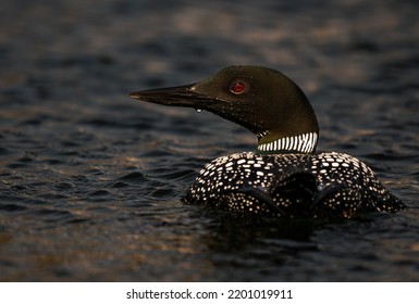 Loon Photographed In Southern Ontario, Canada