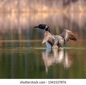 Loon and reflection in lake with wings outstretched nature birds wildlife animals