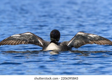 A Loon Spreading Its Wings On A Northern Ontario Lake 