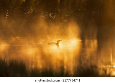 Loon In A Sunspot At Misty Pond