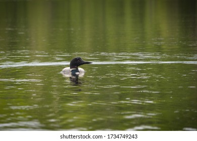 A Loon Swimming In A Lake In The Boundary Waters Canoe Area Of Minnesota.