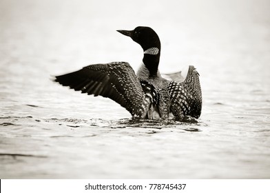 Loon swimming on Canadian lake
