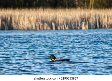 Loon Swimming On Minnesota Lake 