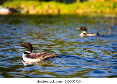 Loons Swimming In MInnesota Lake