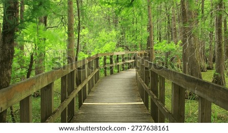 Loop Trail boardwalk through a cypress and tupelo swamp in Lake Martin, Breaux Bridge, Louisiana