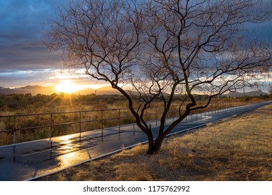 The Loop Tucson, A Running, Jogging, Walking And Biking Path. Wet Pavement Reflects A Gorgeous Sunset And A Desert Willow Tree Picks Up The Evening Light Beautifully. Tucson, Arizona. Winter 2018.