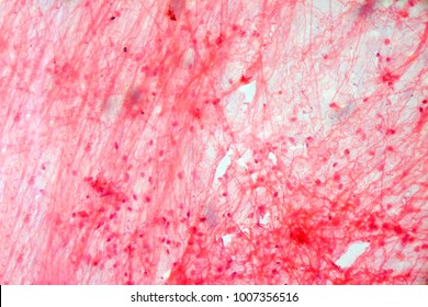 Loose Connective Tissue Microscopy Photo