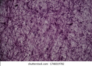 Loose Connective Tissue W.m. Under Microscope