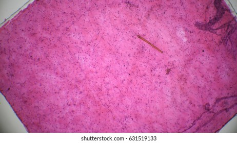 Loose Connective Tissue,rattit Under The Microscope