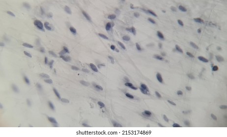 Loose Fibrous Connective Tissue, Microscopic View
