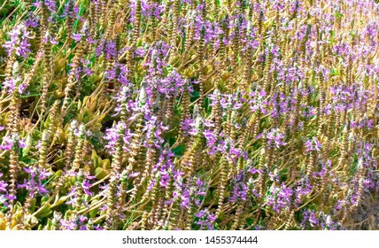 Loosestrife Family (Lythraceae) Purple Flower