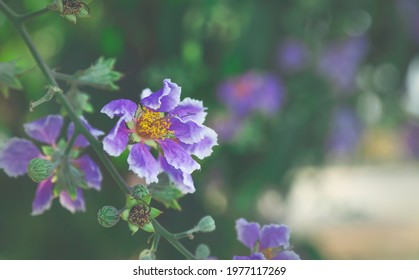 Loosestrife Or Purple Lythraceae Flowers Family Blossom In Garden