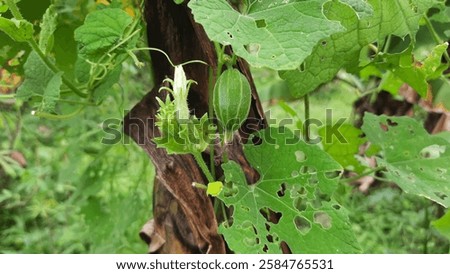 Similar – Image, Stock Photo flowering wild plant pure cabbage