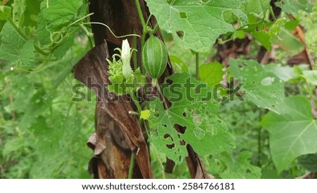 Similar – Image, Stock Photo flowering wild plant pure cabbage