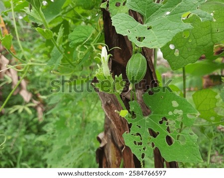 Similar – Image, Stock Photo flowering wild plant pure cabbage