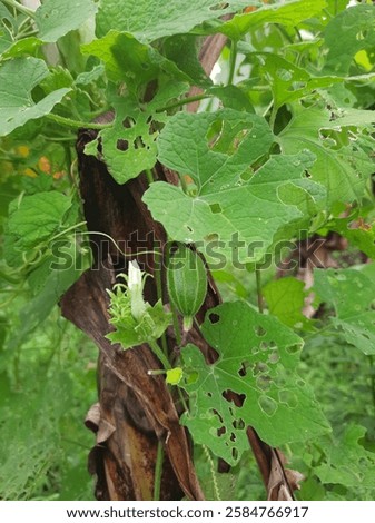 Similar – Image, Stock Photo flowering wild plant pure cabbage