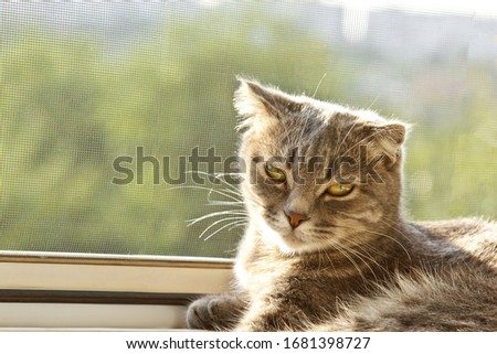 Similar – Image, Stock Photo 800 | cuddlier Animal Pet