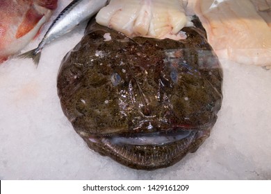 Lophius Piscatorius, Commonly Known As The Angler, Is A Monkfish In The Family Lophiidae. Cutted Up On Ice.