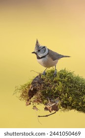 Lophophanes cristatus - Crested tit or European crested tit - It is a species of small passerine bird in the Paridae family. Herrerillo capuchino