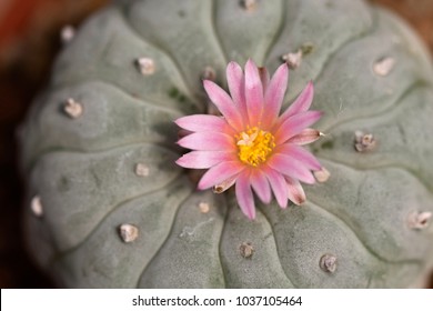 Lophophora fricii or Peyote flower