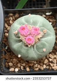 Lophophora ,pink ,beautiful ,sweet  ,cactas