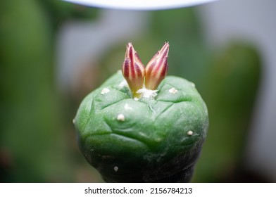 Lophophora Williamsii aka Peyote Macro Two Bloom Photo