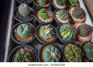 Lophophora williamsii blooms among other cacti on the tray in a plant shop. That cactus is known as peyote which contains mescaline.