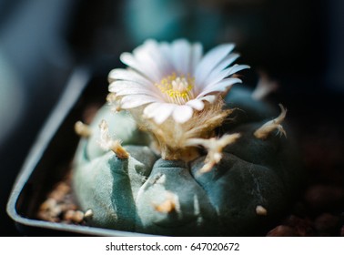  lophophora williamsii cactus blooming in a pot, Peyote mescaline, Hallucinogenic cactus