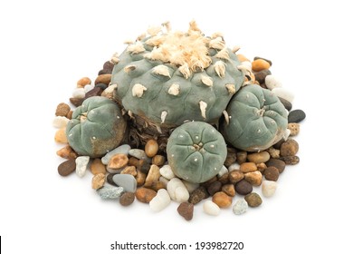 Lophophora Williamsii Cactus on colorful grits