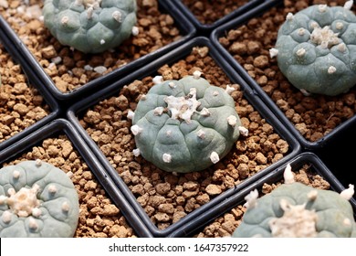 Lophophora williamsii(Lem. ex Salm-Dyck) is a solitary or (rarely) caespitose, spineless cactus, normally unicephalous but becoming polycephalous with age or injury,