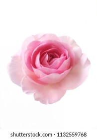 The Lopsided Of Pink Rose, Mon Coeur Is Rose - Pink, Lighter Edges. Moderate, Damask, Musk Fragrance. It Bred By Takunori Kimura. Introduced In Japan. On The White Background.