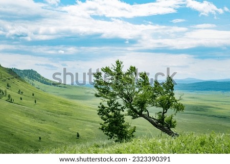 lopsided tree in the field