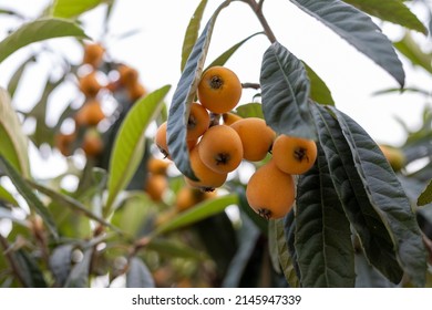 Loquat Fruit And Leaves In A Tree