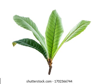 Loquat Leaves On White Background