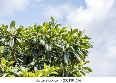 Loquat Leaves Under The Blue Sky