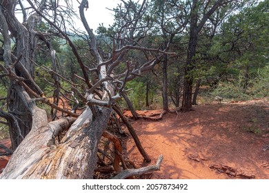 Lorax Trail In Carbondale Colorado