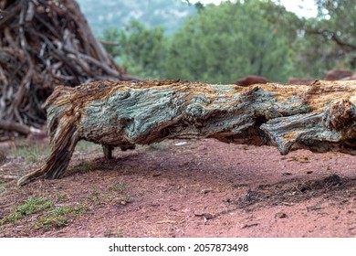 Lorax Trail In Carbondale Colorado