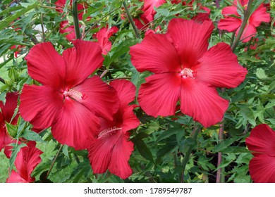 Hybrid Hibiscus High Res Stock Images Shutterstock