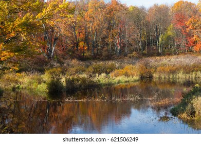 The Lord's Autumn Paintbrush.   Gouldsboro State Park In Pennsylvania