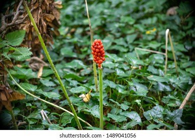 Lords And Lady Plant Or Cuckoo Pint Seed Head