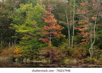 The Lord's Paintbrush.  Autumn At Gouldsboro State Park In Pennsylvania