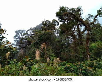 Lore Lindu National Park, Indonesia