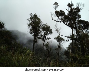 Lore Lindu National Park, Indonesia